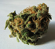 Sommité fleurie de cannabis